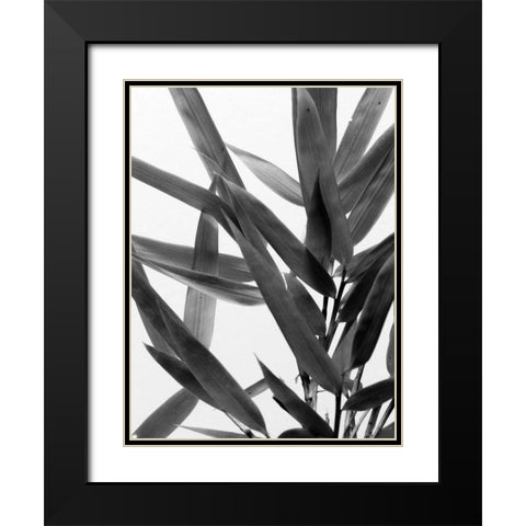 BandW Bamboo IV Black Modern Wood Framed Art Print with Double Matting by Stramel, Renee W.