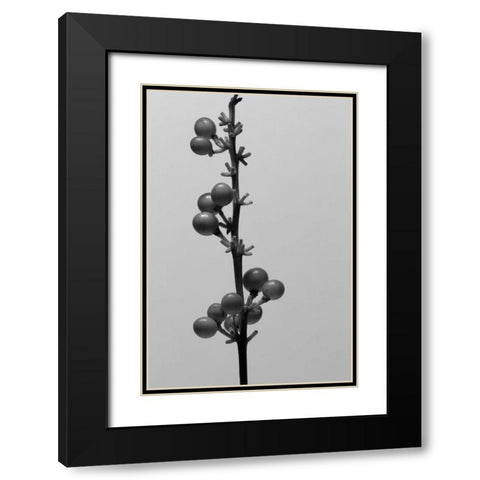 Liriope IV Black Modern Wood Framed Art Print with Double Matting by Stramel, Renee W.