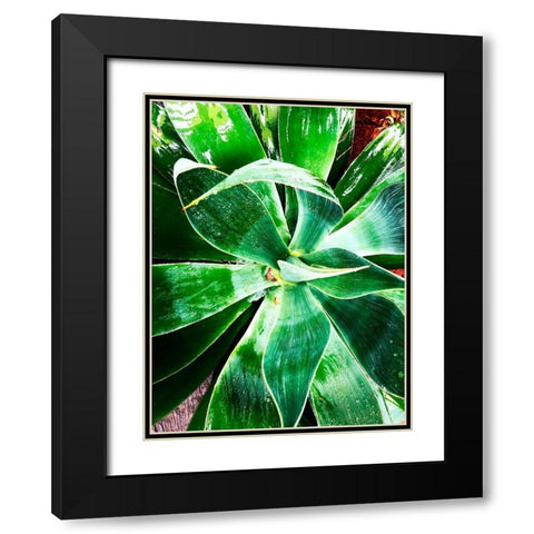Green Tropical Succulent II Black Modern Wood Framed Art Print with Double Matting by Orlov, Irena