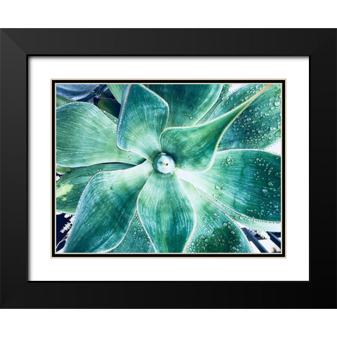 Green Tropical Succulent VII Black Modern Wood Framed Art Print with Double Matting by Orlov, Irena