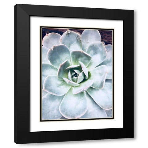 Pastel Succulent Beauty IV Black Modern Wood Framed Art Print with Double Matting by Orlov, Irena