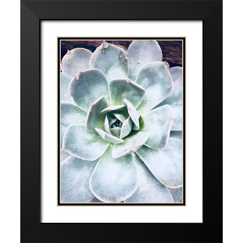 Pastel Succulent Beauty IV Black Modern Wood Framed Art Print with Double Matting by Orlov, Irena