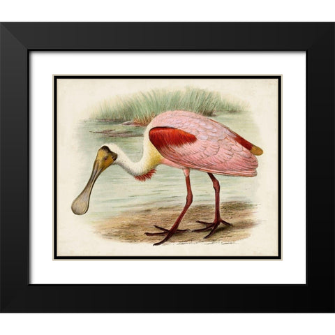 Roseate Spoonbills II Black Modern Wood Framed Art Print with Double Matting by Unknown