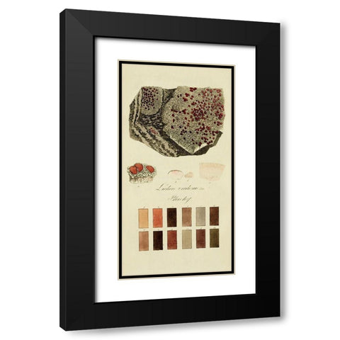 Species of Lichen I Black Modern Wood Framed Art Print with Double Matting by Unknown