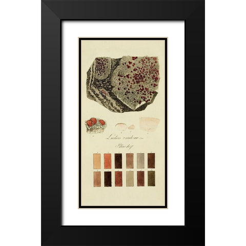 Species of Lichen I Black Modern Wood Framed Art Print with Double Matting by Unknown