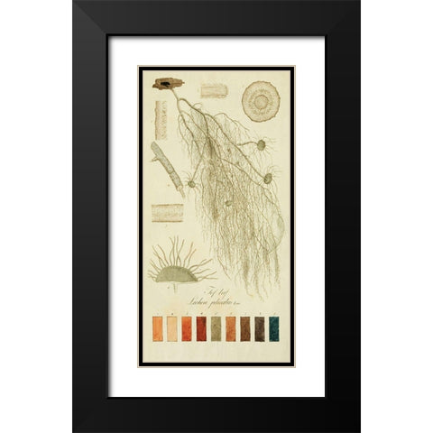 Species of Lichen II Black Modern Wood Framed Art Print with Double Matting by Unknown
