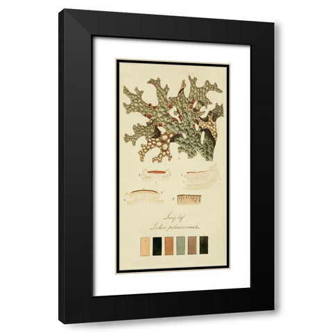 Species of Lichen III Black Modern Wood Framed Art Print with Double Matting by Unknown
