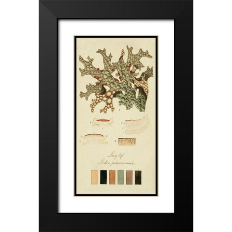 Species of Lichen III Black Modern Wood Framed Art Print with Double Matting by Unknown