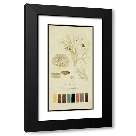 Species of Lichen IV Black Modern Wood Framed Art Print with Double Matting by Unknown