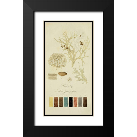 Species of Lichen IV Black Modern Wood Framed Art Print with Double Matting by Unknown