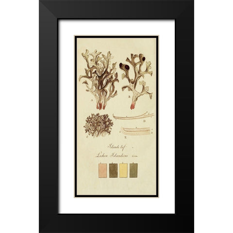 Species of Lichen V Black Modern Wood Framed Art Print with Double Matting by Unknown