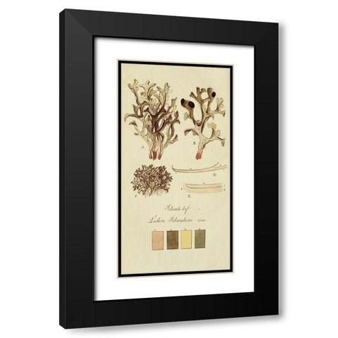Species of Lichen V Black Modern Wood Framed Art Print with Double Matting by Unknown