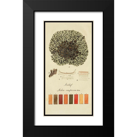 Species of Lichen VI Black Modern Wood Framed Art Print with Double Matting by Unknown