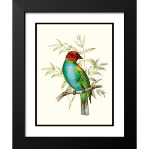 On Perch IV Black Modern Wood Framed Art Print with Double Matting by Unknown