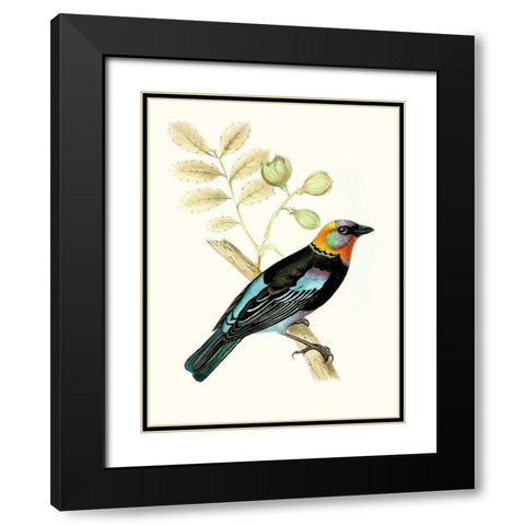 On Perch IX Black Modern Wood Framed Art Print with Double Matting by Unknown