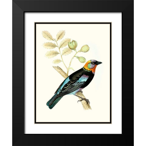On Perch IX Black Modern Wood Framed Art Print with Double Matting by Unknown