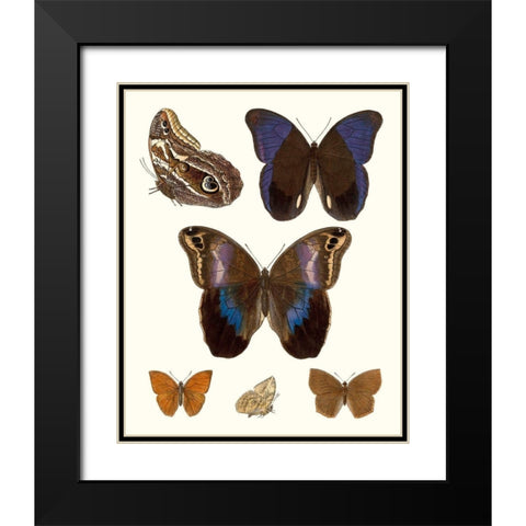 Violet Butterflies IV Black Modern Wood Framed Art Print with Double Matting by Unknown