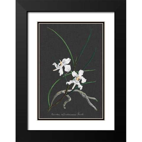 Orchid on Slate II Black Modern Wood Framed Art Print with Double Matting by Vision Studio