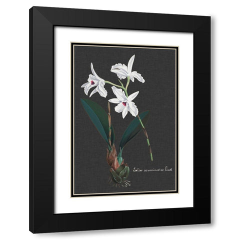 Orchid on Slate V Black Modern Wood Framed Art Print with Double Matting by Vision Studio