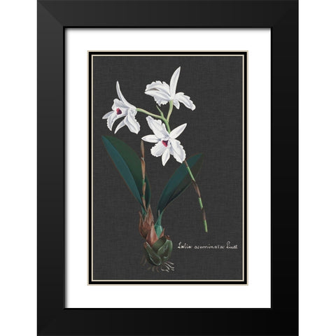 Orchid on Slate V Black Modern Wood Framed Art Print with Double Matting by Vision Studio