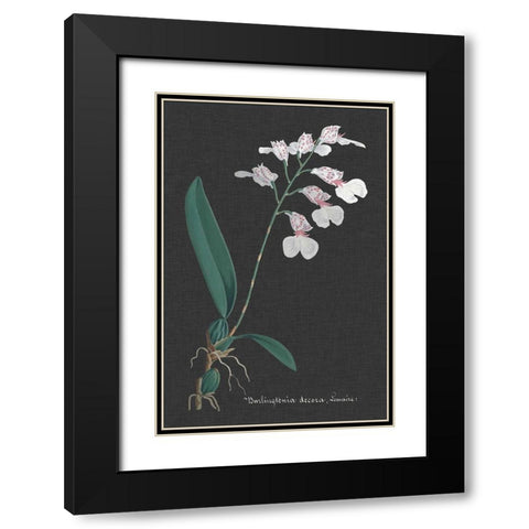 Orchid on Slate VI Black Modern Wood Framed Art Print with Double Matting by Vision Studio