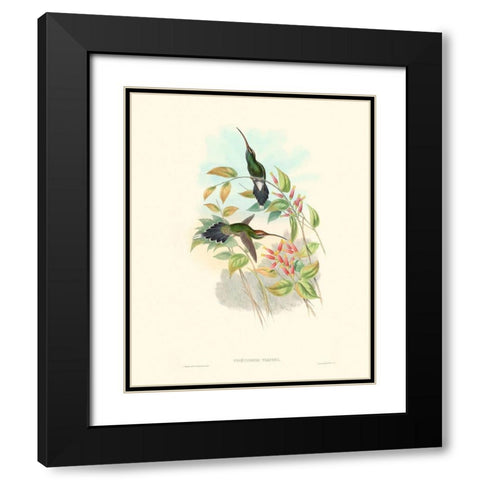 Hummingbird Delight I Black Modern Wood Framed Art Print with Double Matting by Gould, John