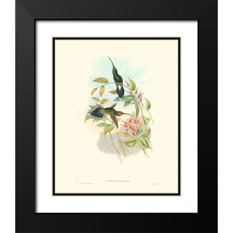 Hummingbird Delight I Black Modern Wood Framed Art Print with Double Matting by Gould, John