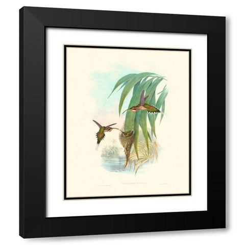 Hummingbird Delight III Black Modern Wood Framed Art Print with Double Matting by Gould, John