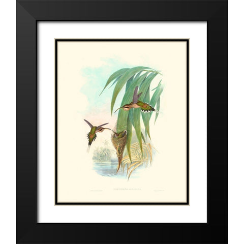 Hummingbird Delight III Black Modern Wood Framed Art Print with Double Matting by Gould, John