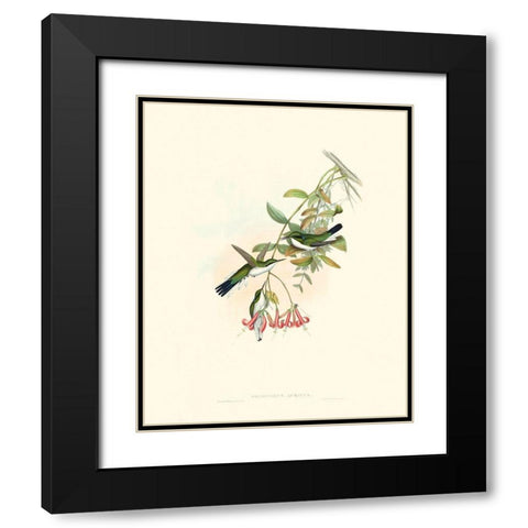 Hummingbird Delight V Black Modern Wood Framed Art Print with Double Matting by Gould, John