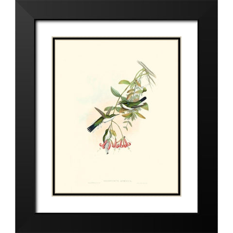 Hummingbird Delight V Black Modern Wood Framed Art Print with Double Matting by Gould, John