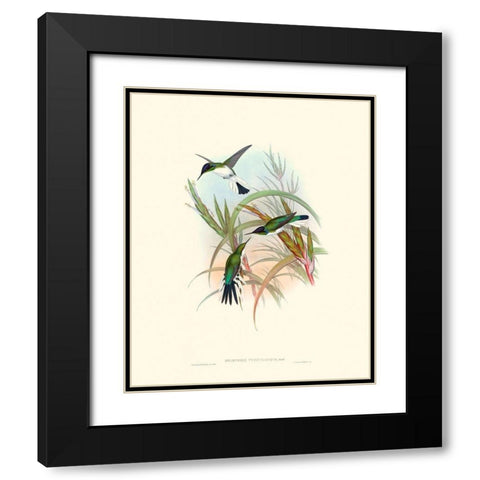 Hummingbird Delight VII Black Modern Wood Framed Art Print with Double Matting by Gould, John