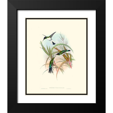 Hummingbird Delight VII Black Modern Wood Framed Art Print with Double Matting by Gould, John