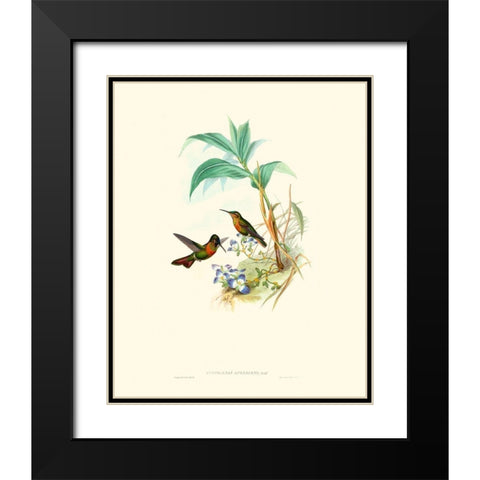 Hummingbird Delight X Black Modern Wood Framed Art Print with Double Matting by Gould, John