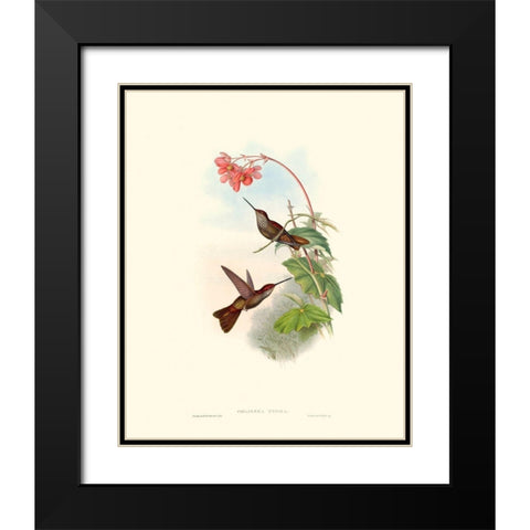 Hummingbird Delight XI Black Modern Wood Framed Art Print with Double Matting by Gould, John