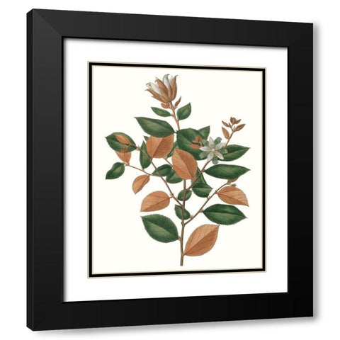 Fall Foliage IX Black Modern Wood Framed Art Print with Double Matting by Unknown