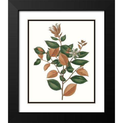 Fall Foliage IX Black Modern Wood Framed Art Print with Double Matting by Unknown
