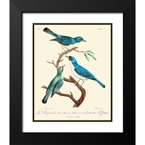 Vintage French Birds IV Black Modern Wood Framed Art Print with Double Matting by de Langlois