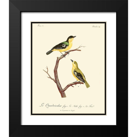 Vintage French Birds V Black Modern Wood Framed Art Print with Double Matting by de Langlois