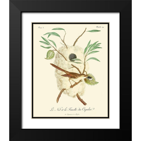 Vintage French Birds VII Black Modern Wood Framed Art Print with Double Matting by de Langlois