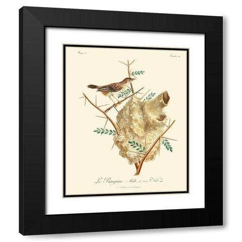 Vintage French Birds VIII Black Modern Wood Framed Art Print with Double Matting by de Langlois
