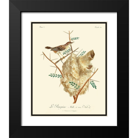 Vintage French Birds VIII Black Modern Wood Framed Art Print with Double Matting by de Langlois