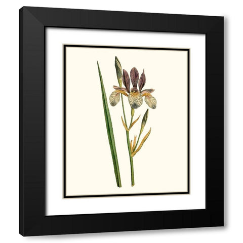 Antique Iris I Black Modern Wood Framed Art Print with Double Matting by Curtis