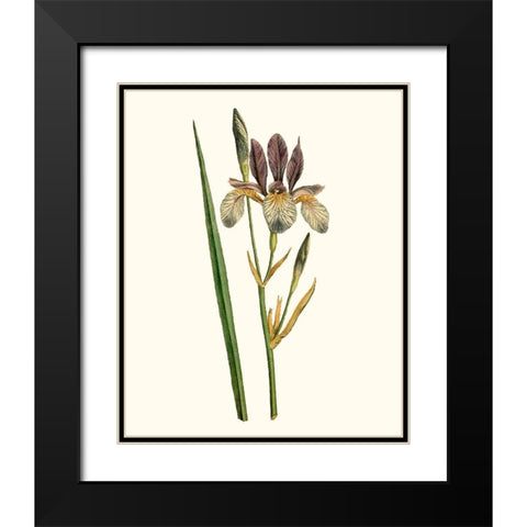 Antique Iris I Black Modern Wood Framed Art Print with Double Matting by Curtis