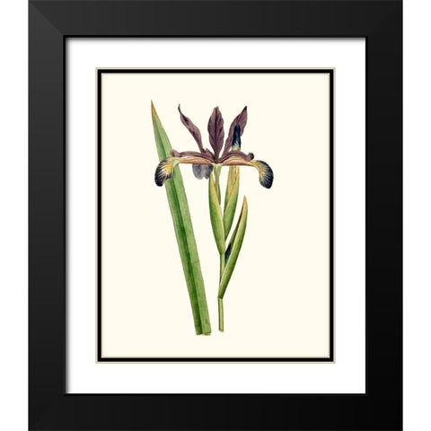 Antique Iris III Black Modern Wood Framed Art Print with Double Matting by Curtis