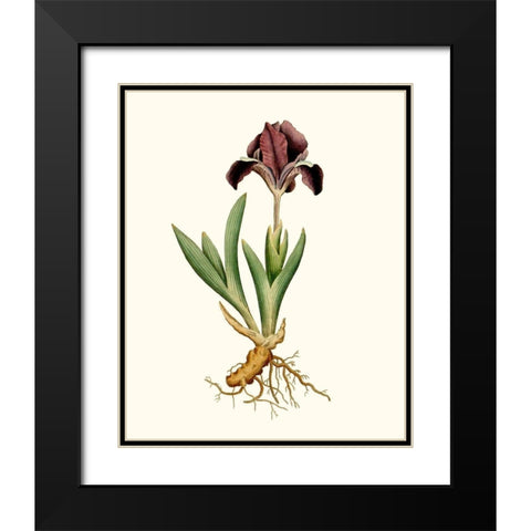 Antique Iris IV Black Modern Wood Framed Art Print with Double Matting by Curtis