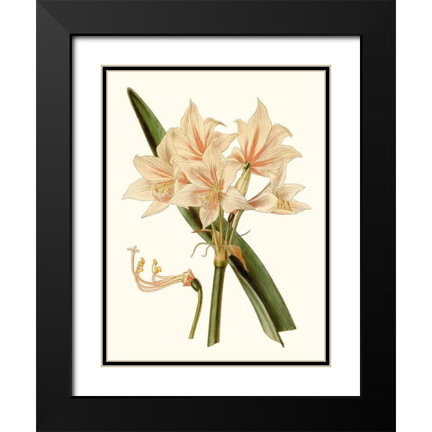Antique Amaryllis II Black Modern Wood Framed Art Print with Double Matting by Curtis