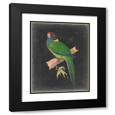 Dramatic Parrots II Black Modern Wood Framed Art Print with Double Matting by Vision Studio