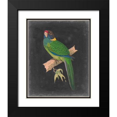Dramatic Parrots II Black Modern Wood Framed Art Print with Double Matting by Vision Studio