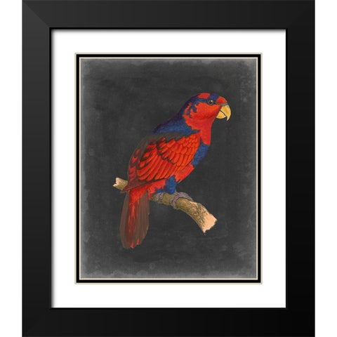 Dramatic Parrots III Black Modern Wood Framed Art Print with Double Matting by Vision Studio